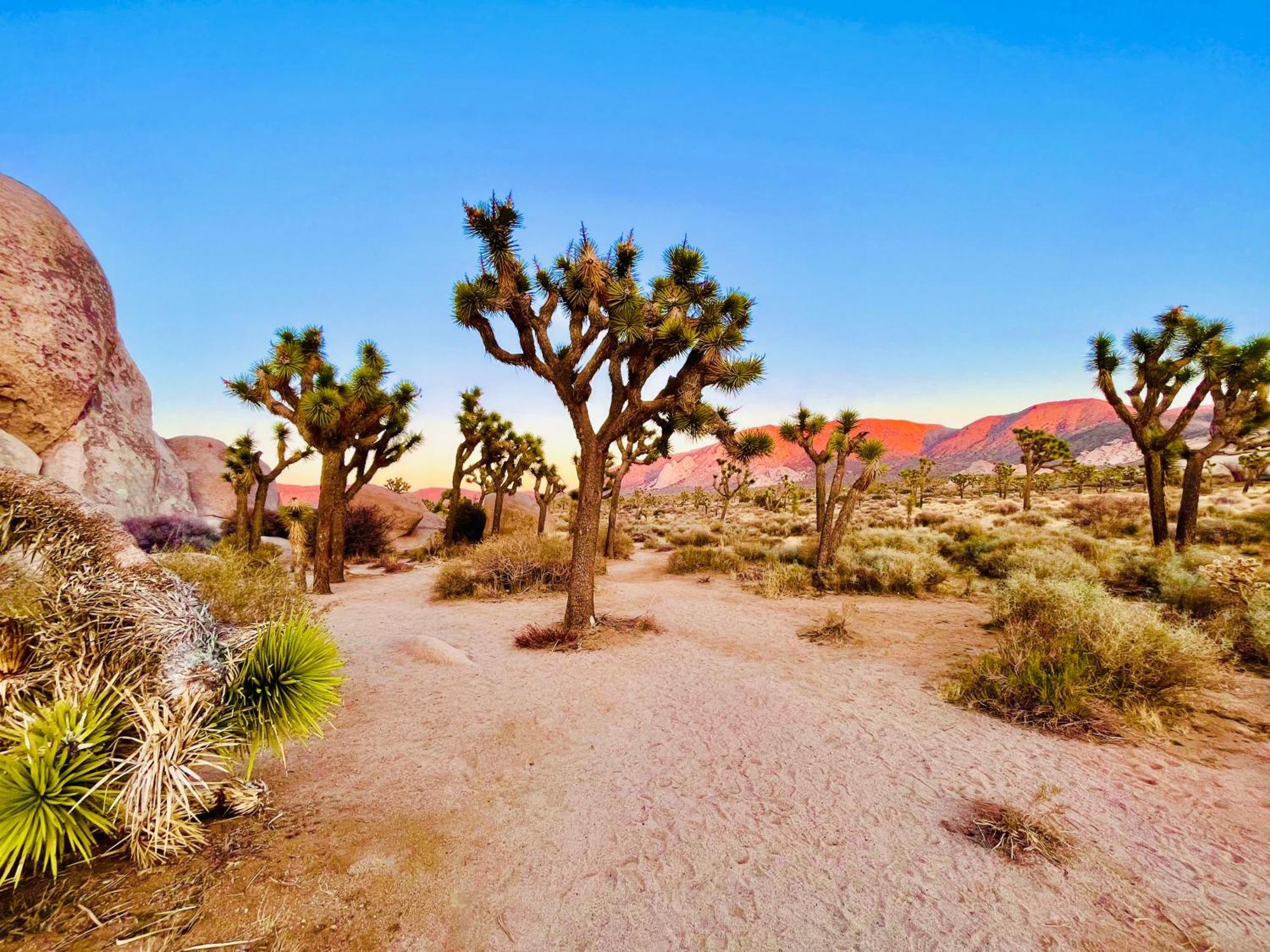 The Joshua Tree House Villa Eksteriør billede