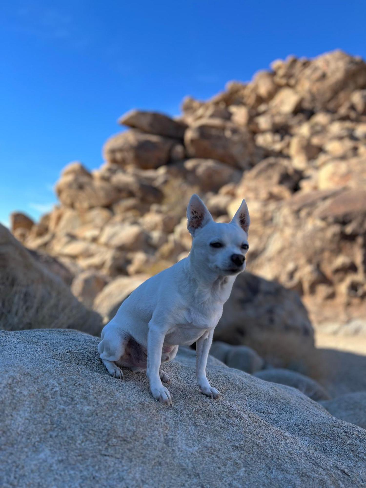 The Joshua Tree House Villa Eksteriør billede