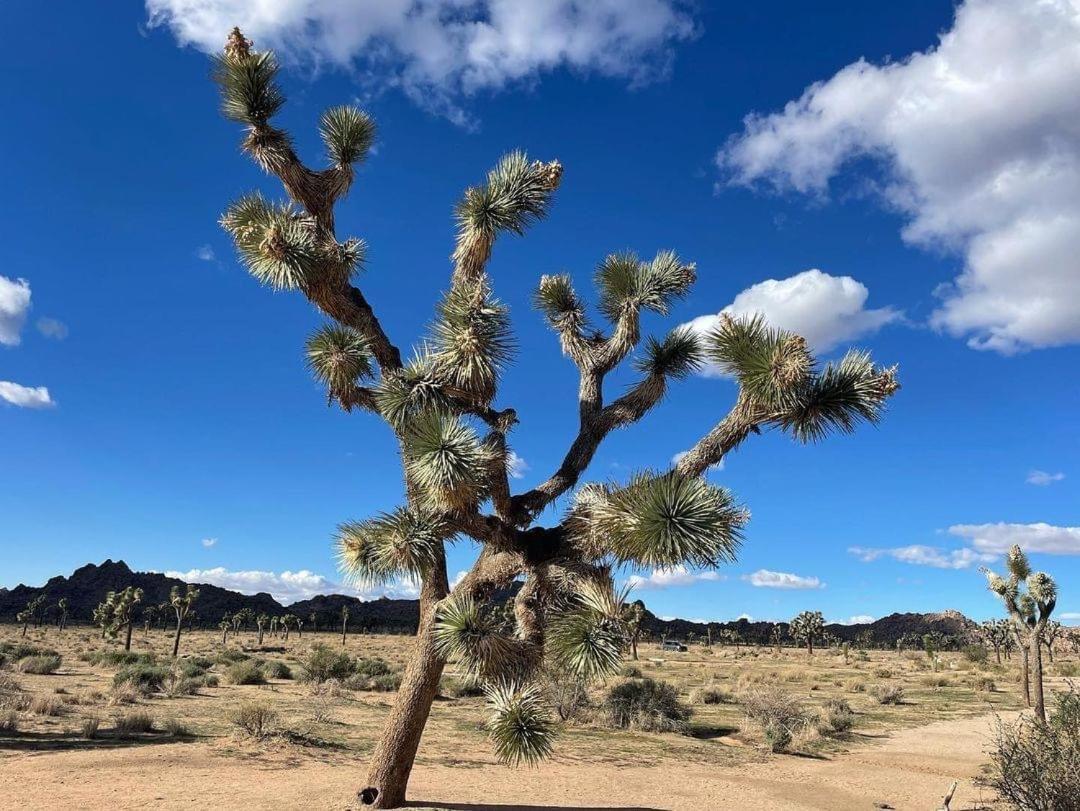 The Joshua Tree House Villa Eksteriør billede